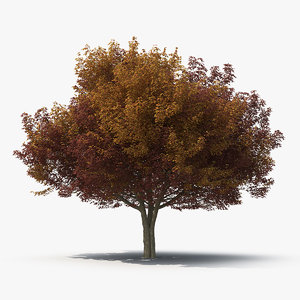 3D white ash tree autumn model