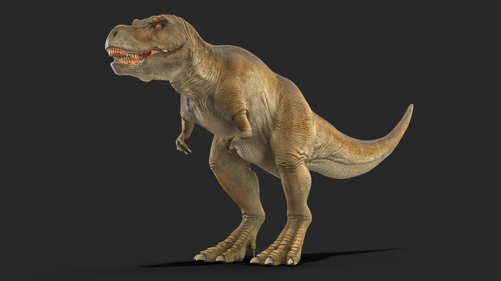 tyrannosaurus 3d view