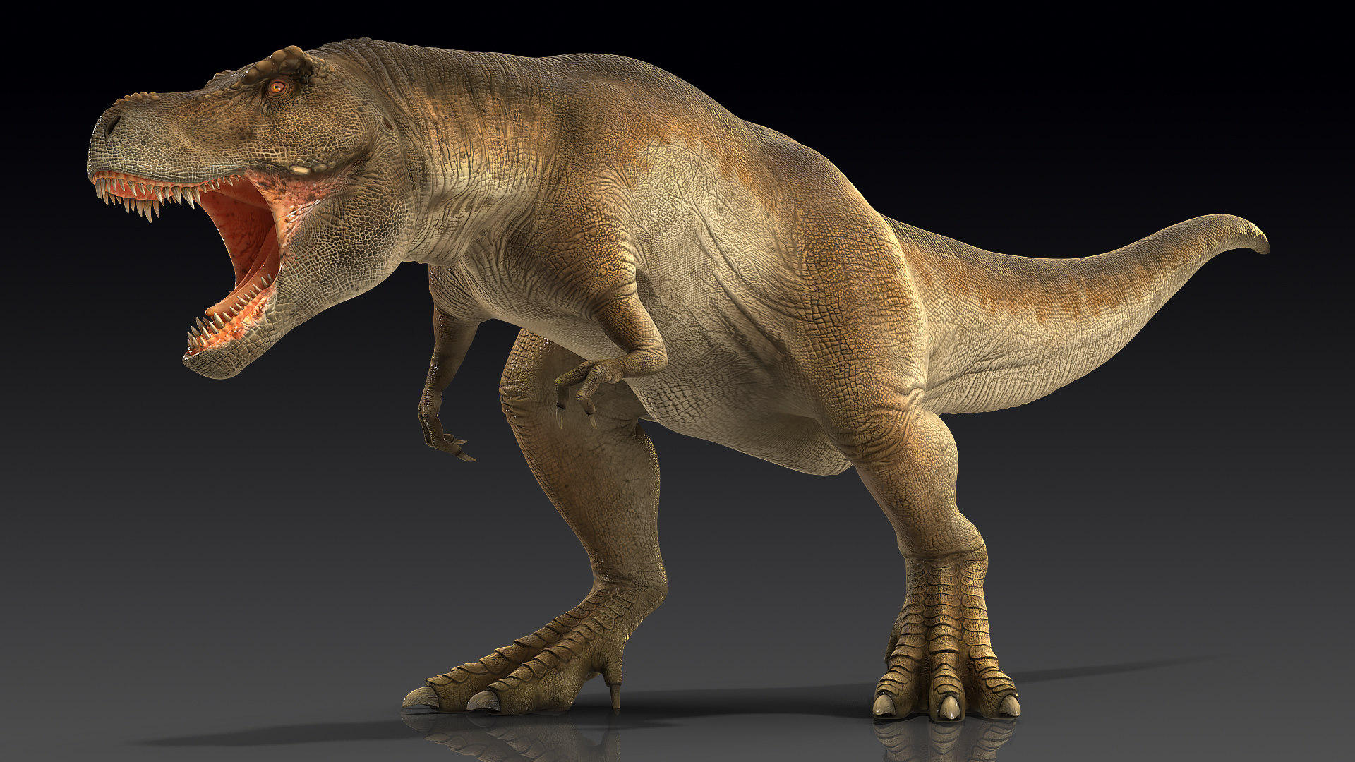 tyrannosaurus 3d model