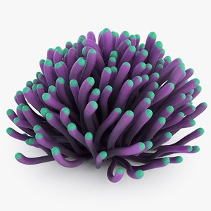 euphyllia coral 3D model