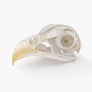 bird skull 3D model