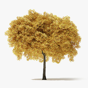 3D autumn norway maple tree model