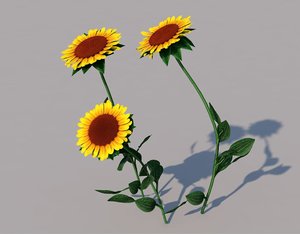 sun flower sunflower model