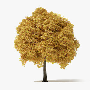 3D autumn norway maple tree