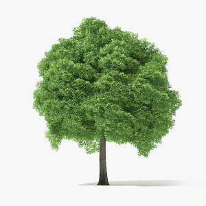 norway maple tree 3D model