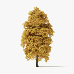 autumn norway maple tree 3D