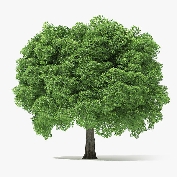 3d Model Norway Maple Tree Turbosquid