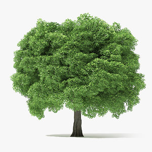 3D model norway maple tree