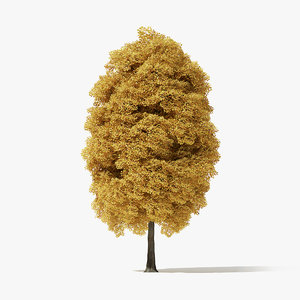 3D autumn norway maple tree