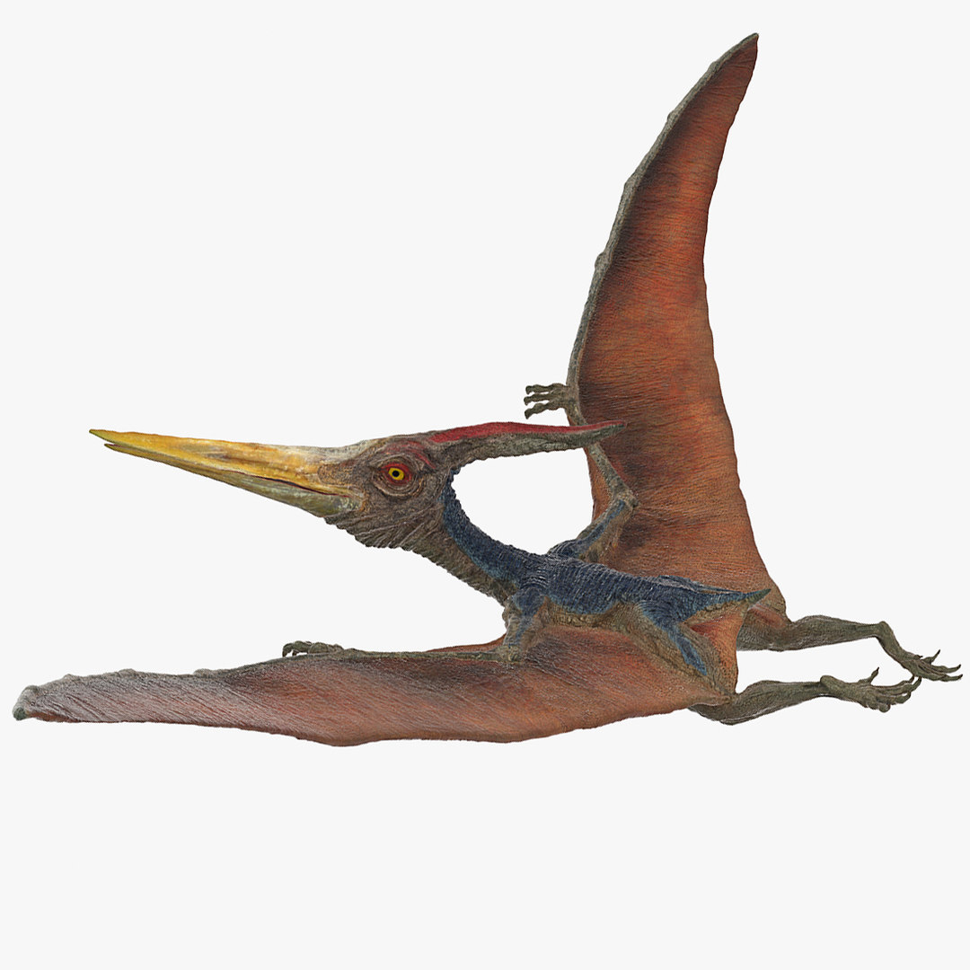 pteranodon 3d