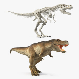 tyrannosaurus rex skeleton 3D model