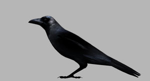 3D model crow