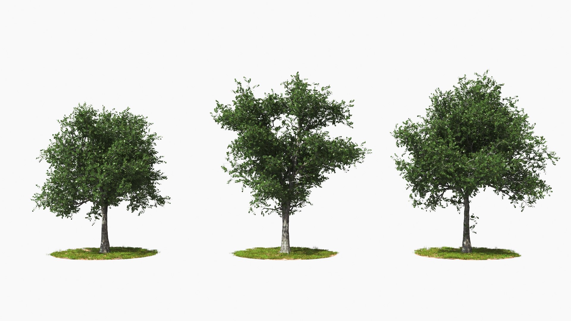 Tree Animation 3d - Turbosquid 1481442