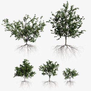 maple summer trees 3D