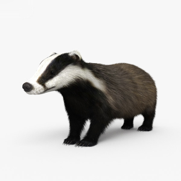 badger mammal animal 3d model