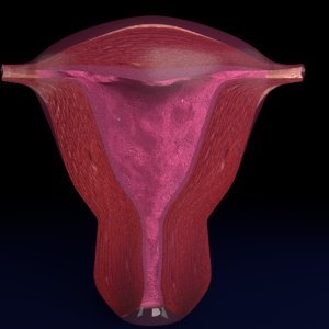 uterus bisected model