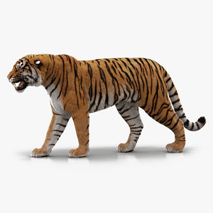 3D bengal tiger rigged fur model