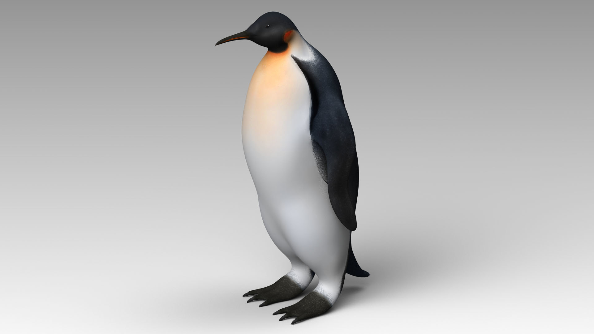 Пингвин 3 6. Пингвин 3д модель. Пингвин 3д в блоках. Императорский Пингвин по сравнению с человеком рисунки.