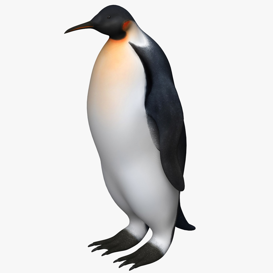 Emperor penguin 3D model - TurboSquid 1481217