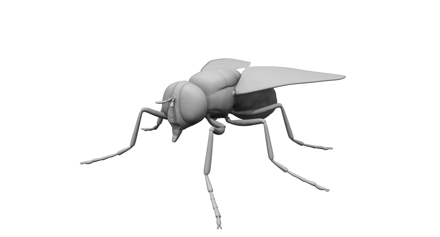 housefly 3d model