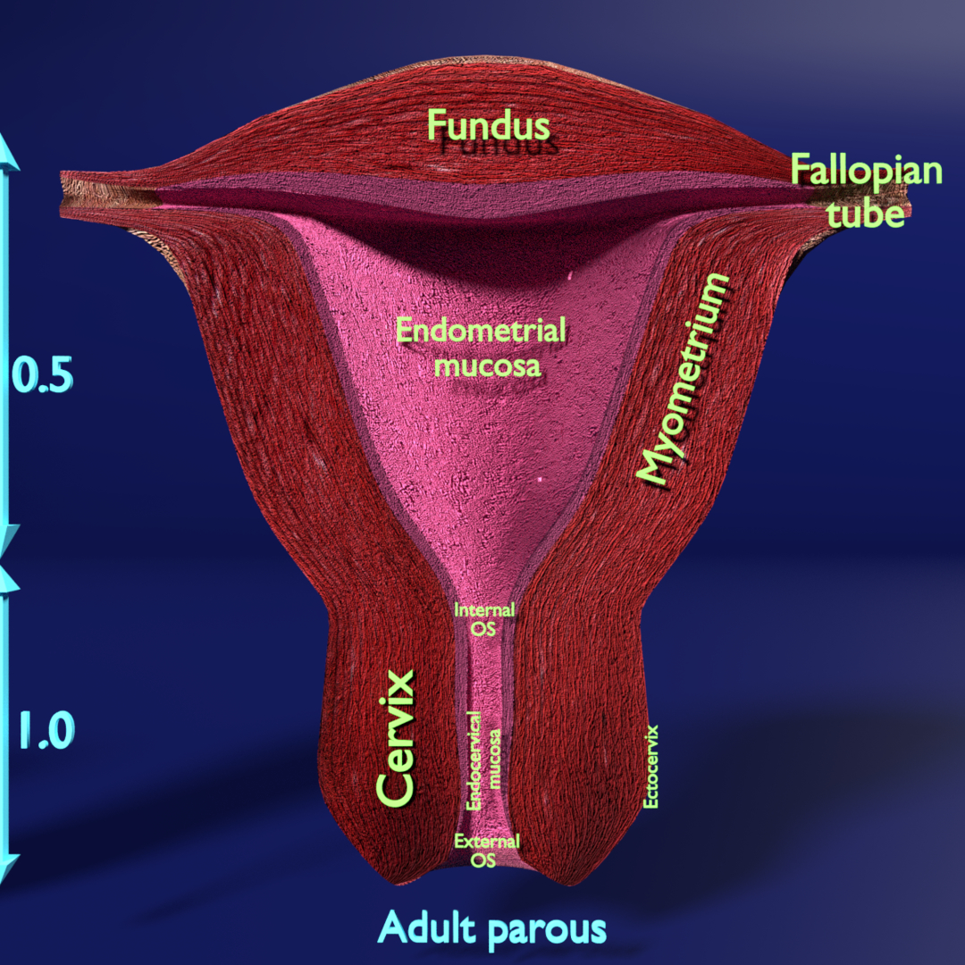 Verschiedene Entwicklungsstadien des Uterus beschriften 3D-Modell ...