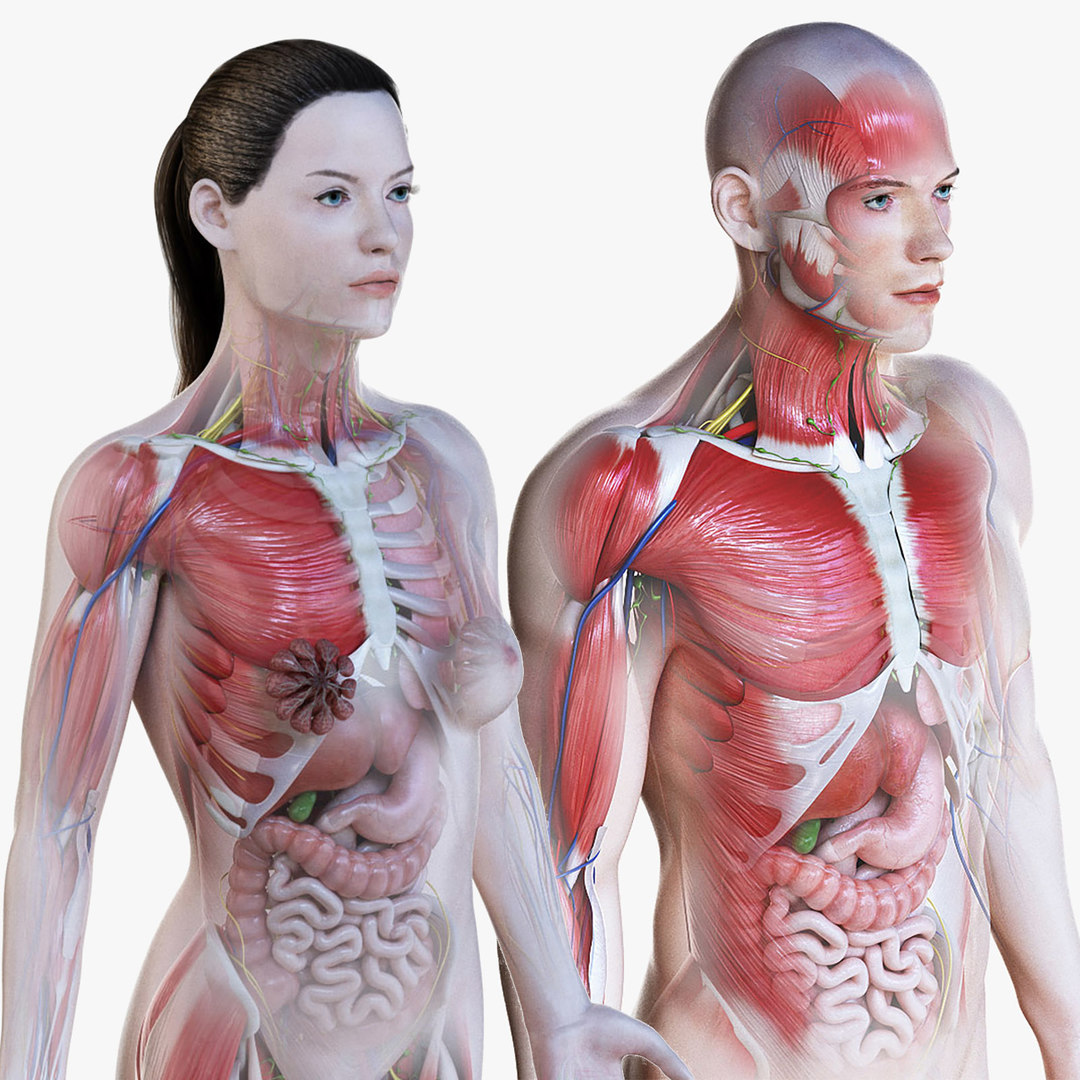 male and female anatomy drawing