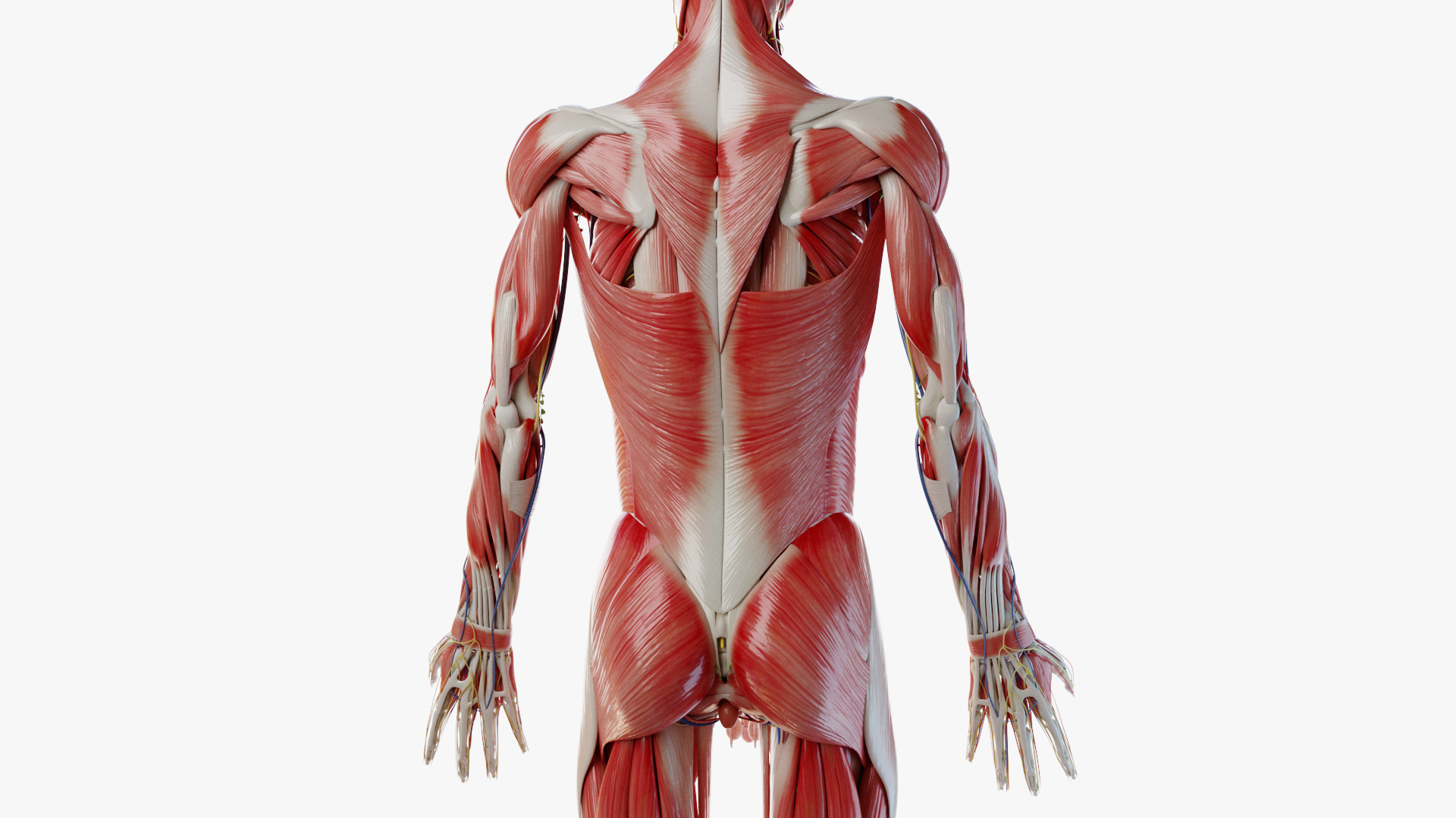 3D male female simplified anatomy - TurboSquid 1481464