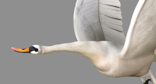 swan rigged flying animation 3D model