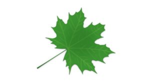 3D green maple leaf model