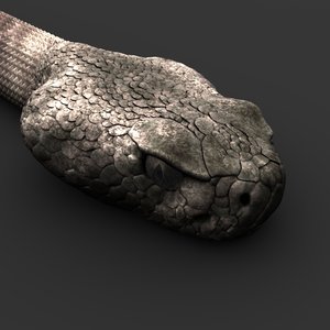 snake reptile animal model