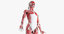 3D female anatomy rigged