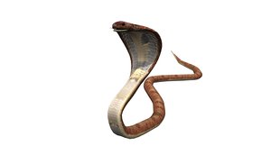 3D model king cobra