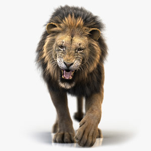 lion rigged fur model