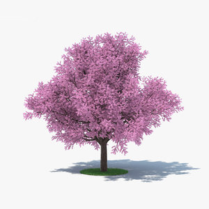 sakura tree 3D