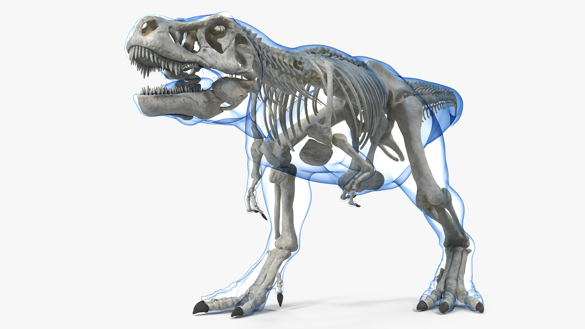 t rex skeleton model