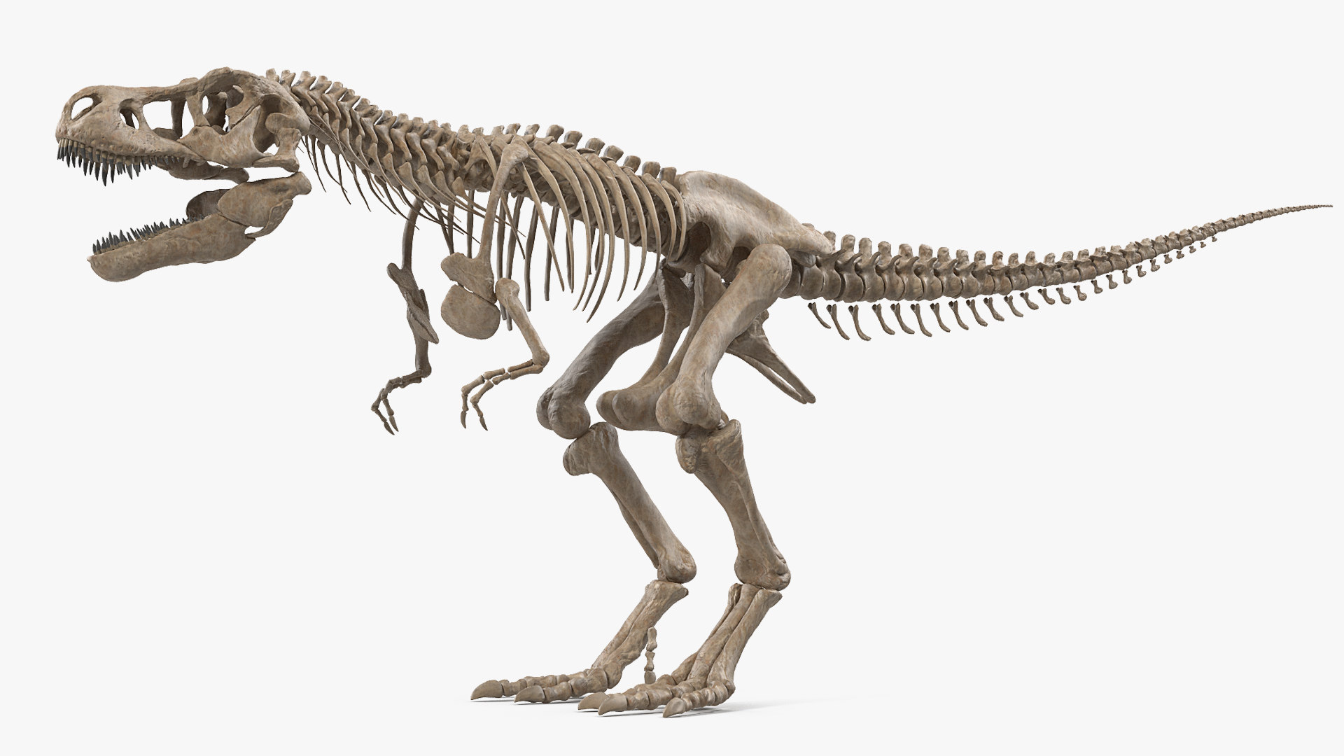Shapeosaurus Rex 티라노사우루스 렉스 해골 화석 3D 모델 - TurboSquid 1482324