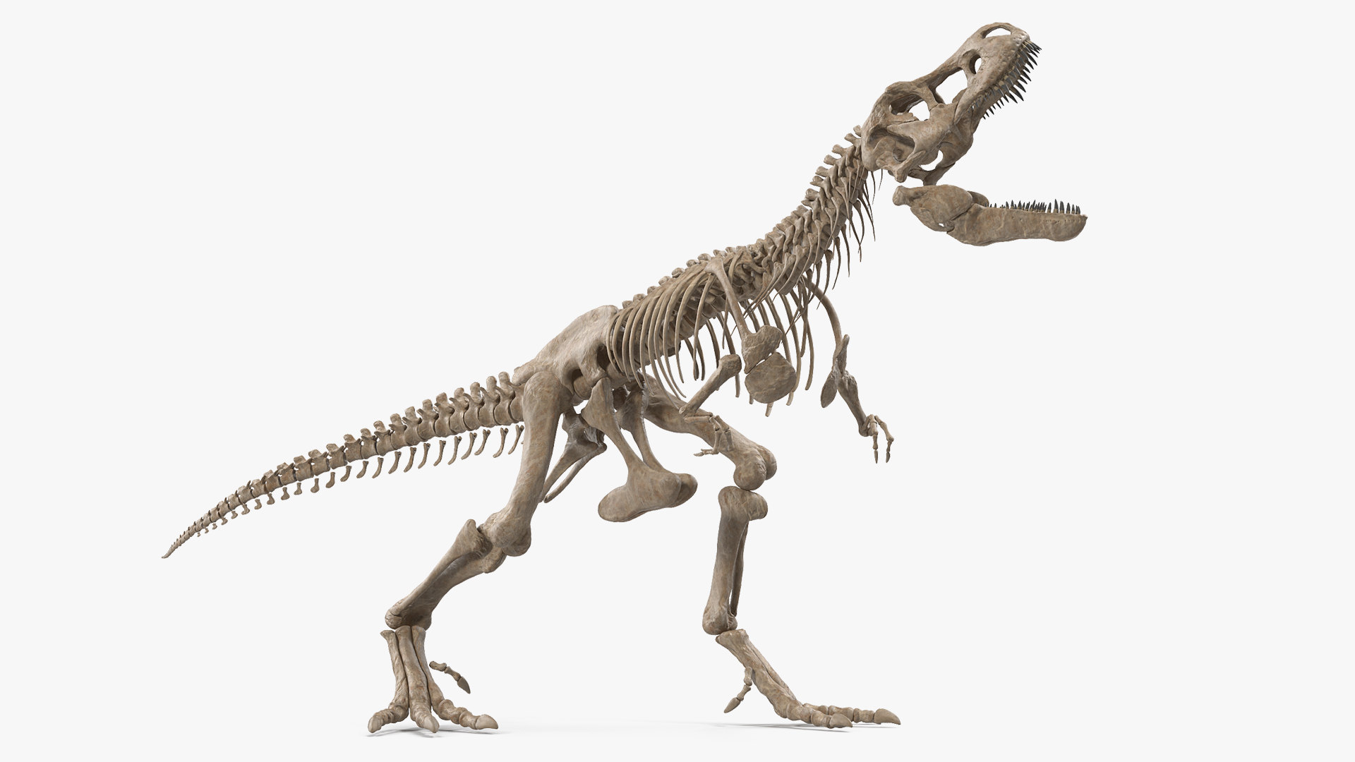 t rex skeleton 3d model