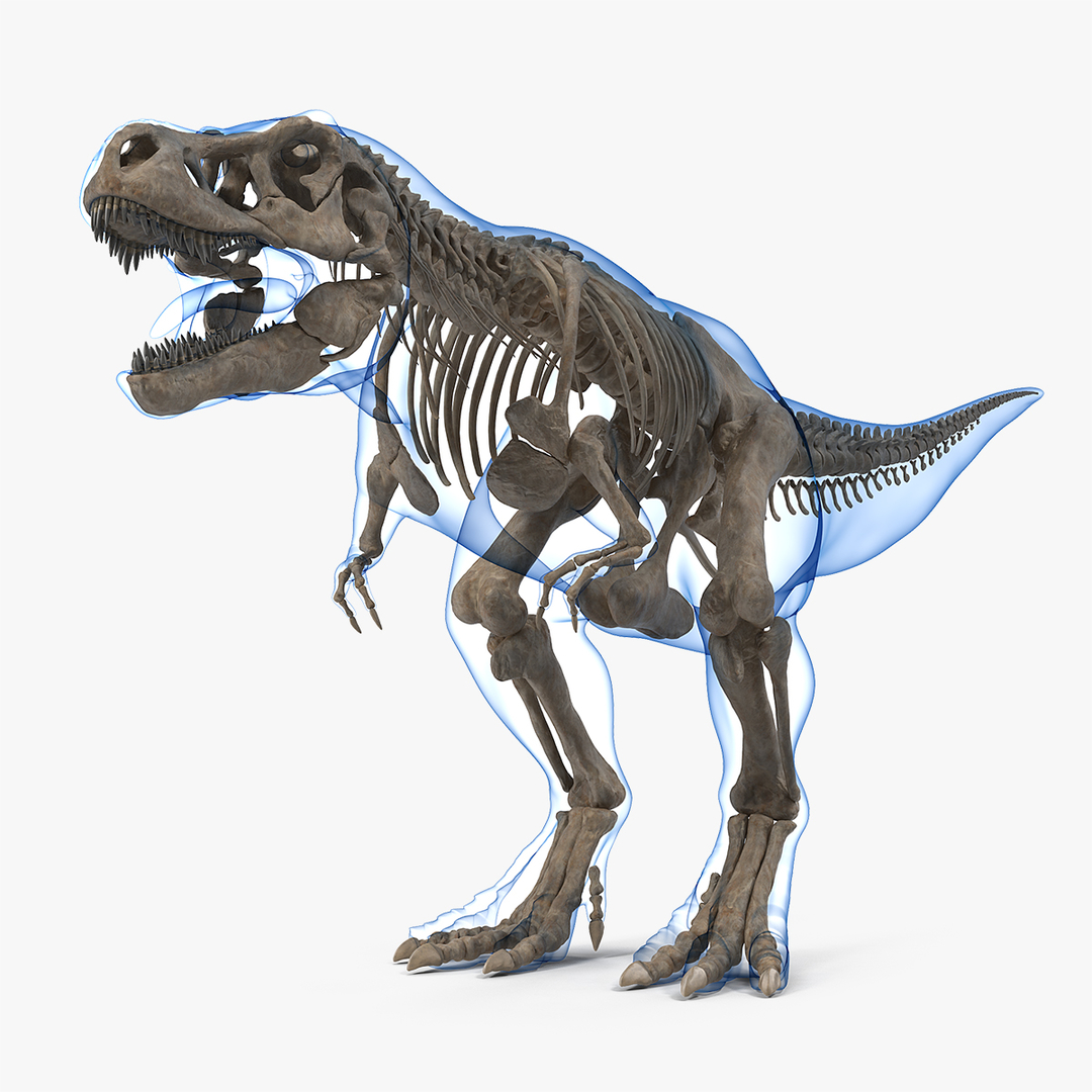 tyrannosaurus rex fossil