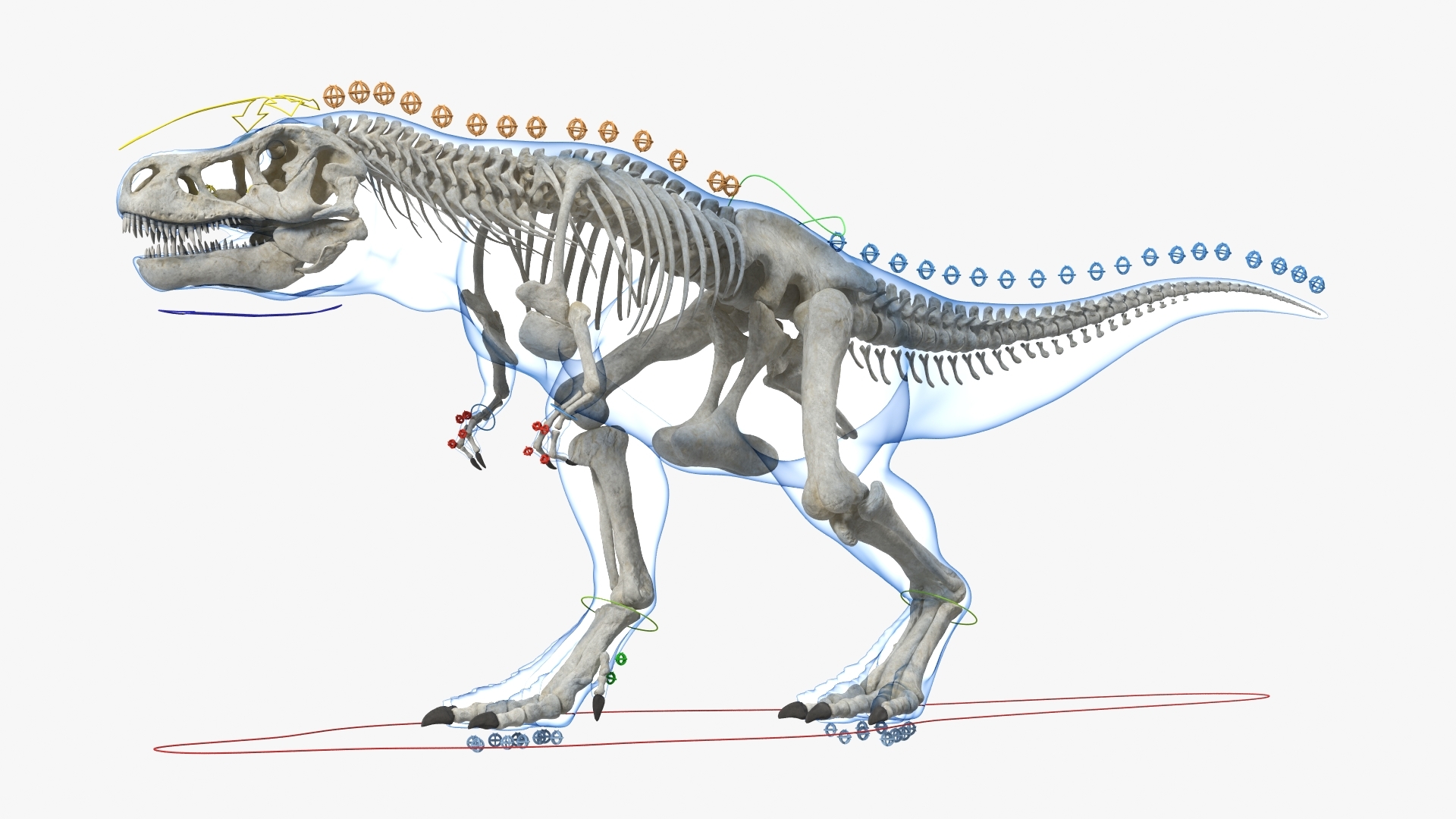 霸王龙的霸王龙骨架3d模型