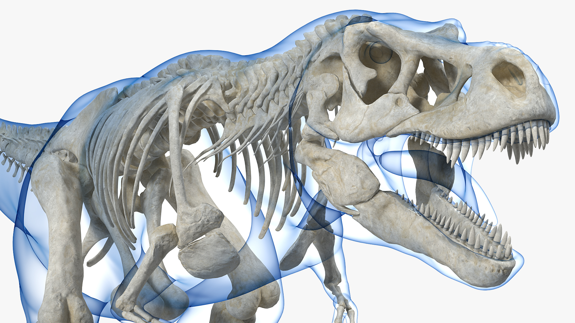 霸王龙的霸王龙骨架3d模型