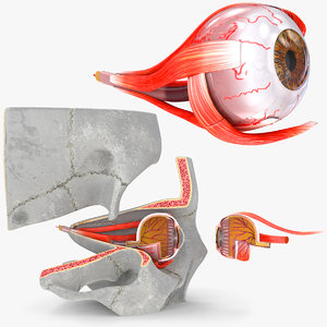 3D human eye anatomical cross section model