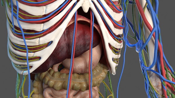 Male skeleton internal organs 3D model - TurboSquid 1482320