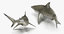 3D rigged sharks big model