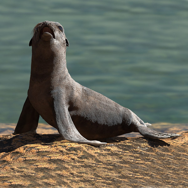 3D sea lion wet rigged model