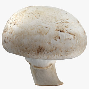 white button mushroom 04 3D