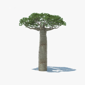 baobab tree 3D model