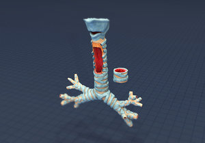 3D model human trachea