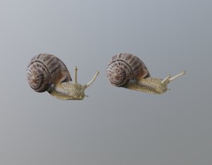 3D snail shell model