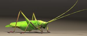 grasshopper animals 3D