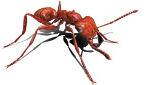 3D animal ant bug model